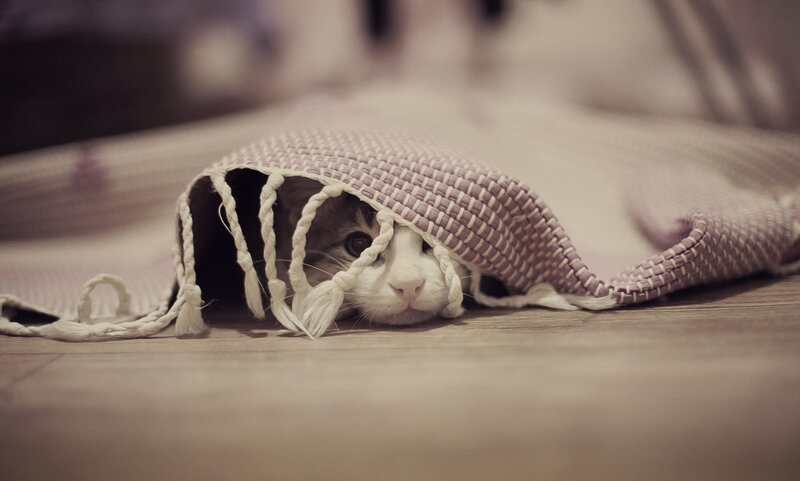 Cat under Blanket — White, Calm, Photograph, Floor