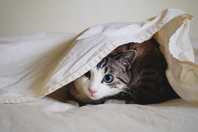 Cat under Blanket — White, Calm, Photograph