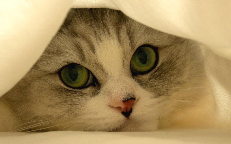 Cat under Blanket — White, Calm