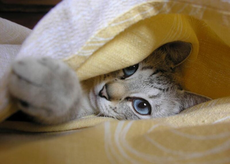 Cat under Blanket — Yellow