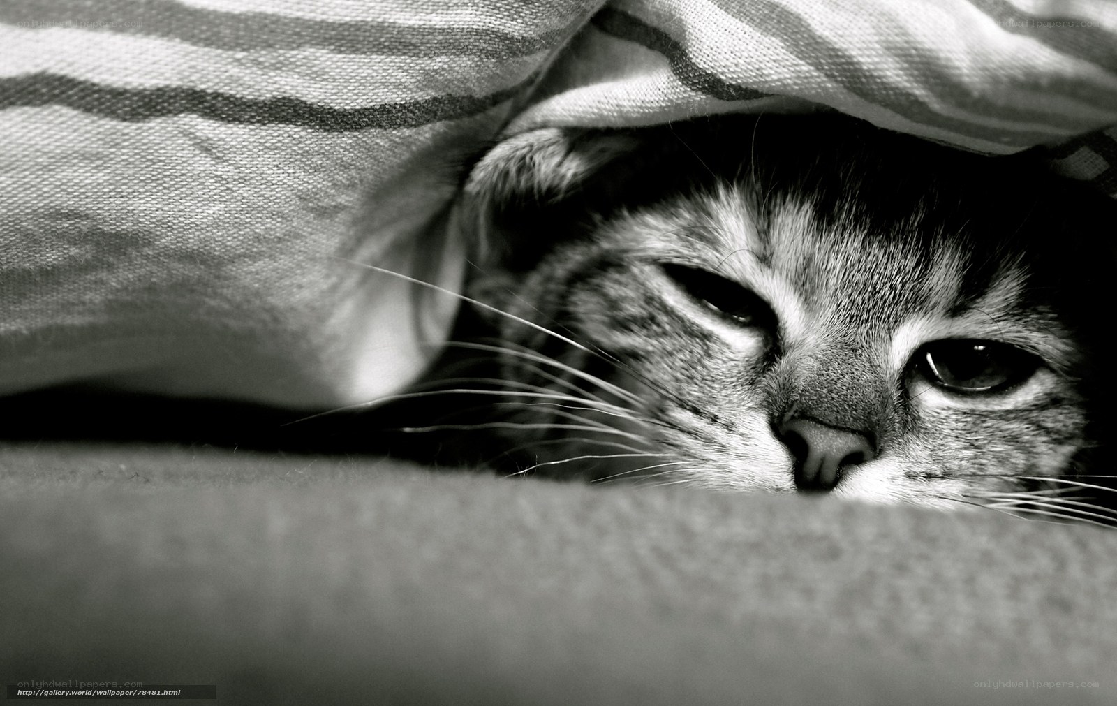 cat under blanket