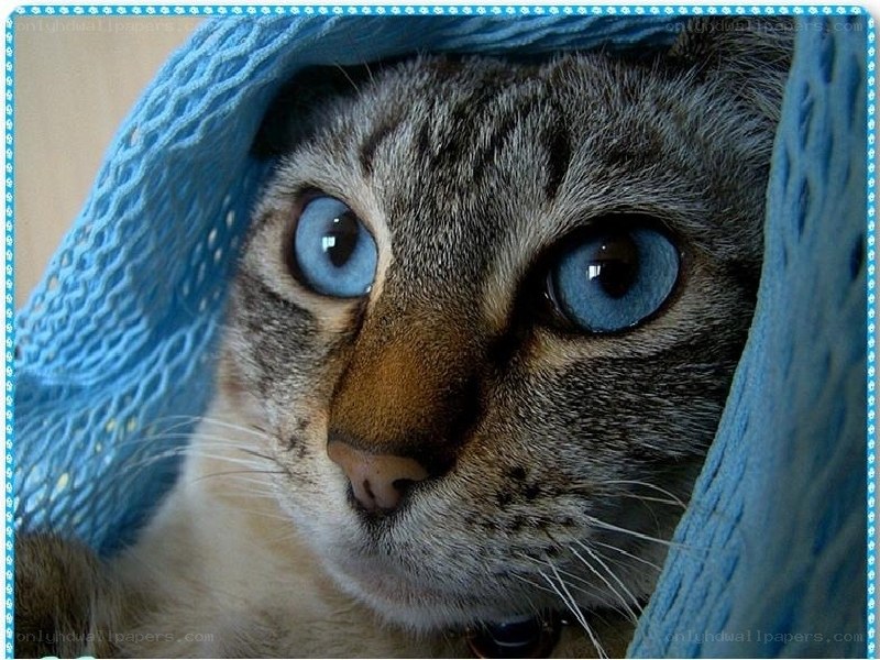 cat under blue blanket