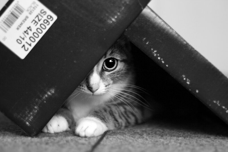 Cat under Box