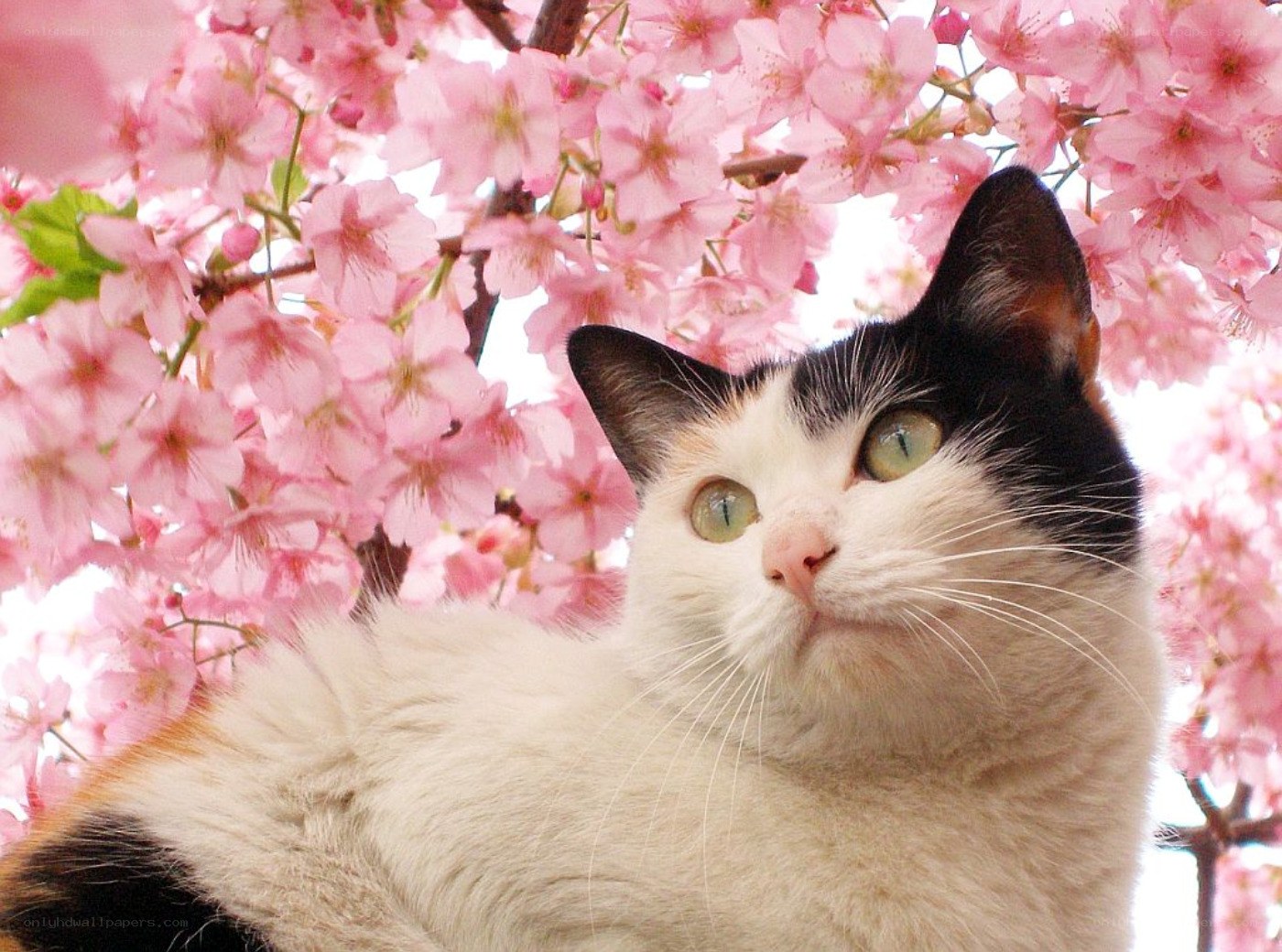 Cat under cherry blossoms