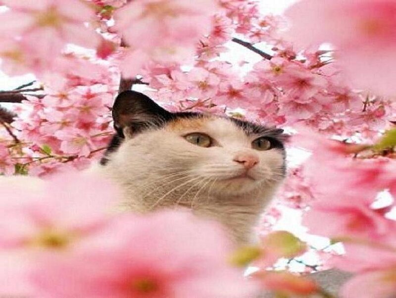 cat under cherry blossoms