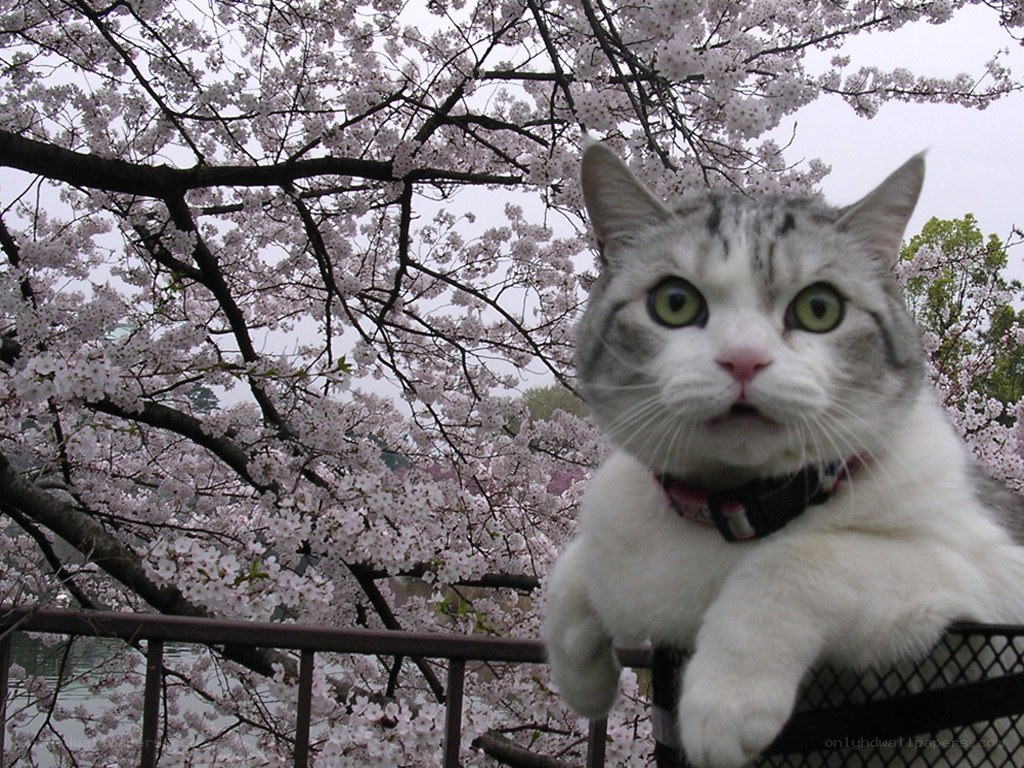 cat under cherry blossoms