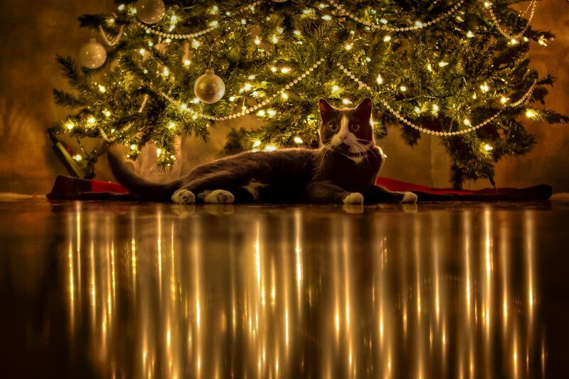 Cat under Christmas Tree — Green