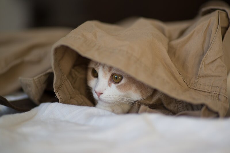 Cat under Cloth — Brown, Curious