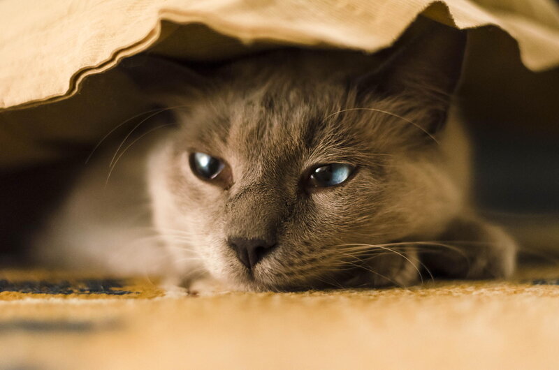 Cat under Fabric