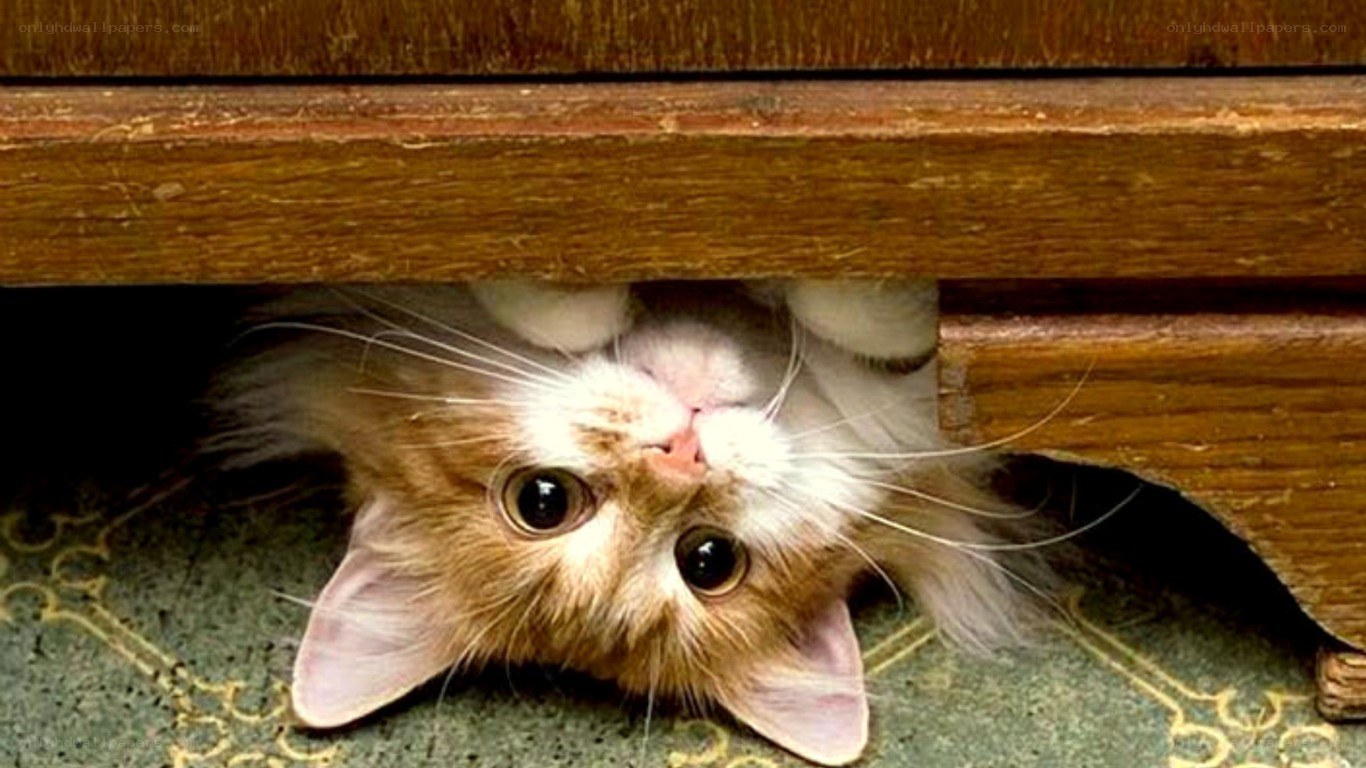 cat under furniture