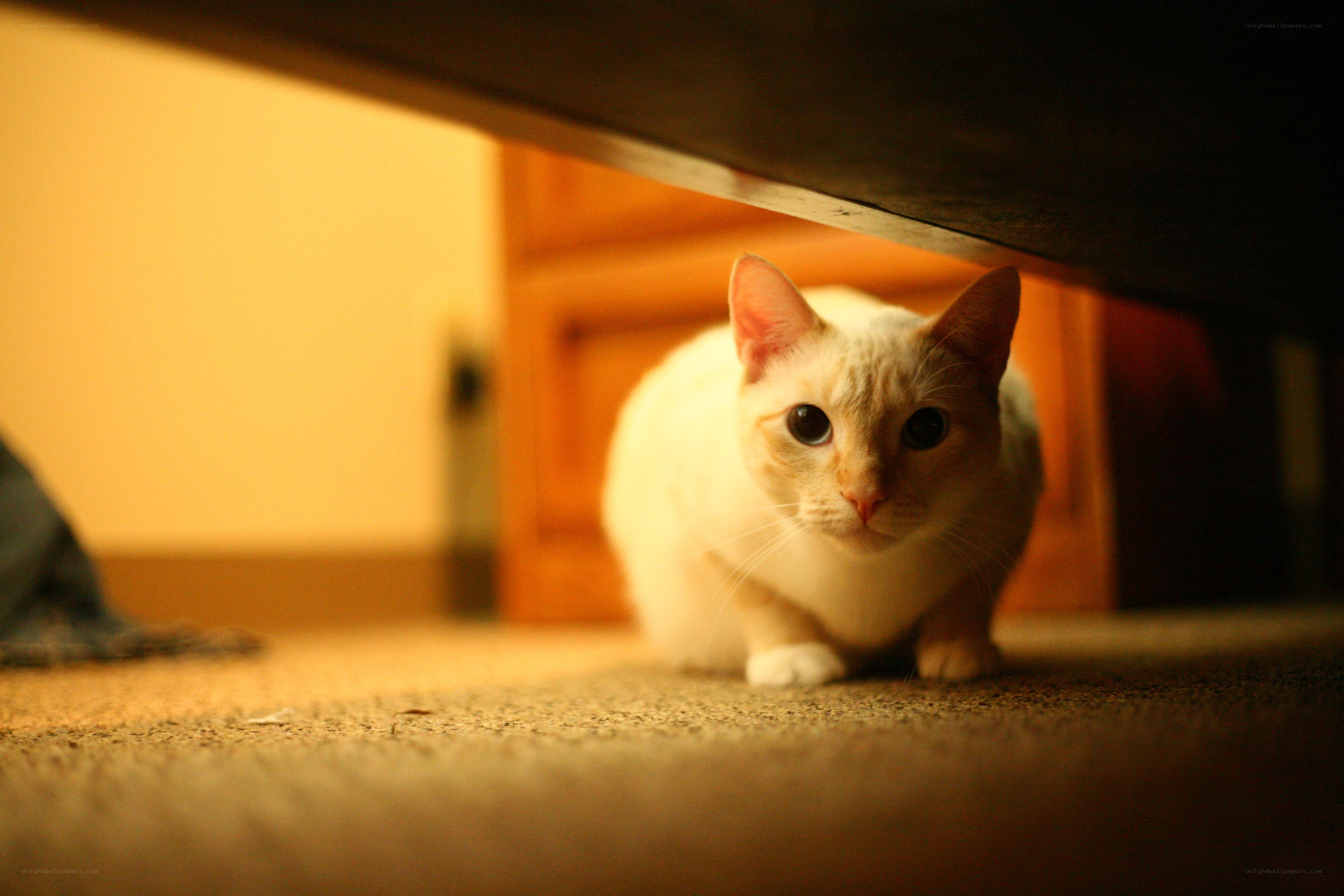 cat under furniture