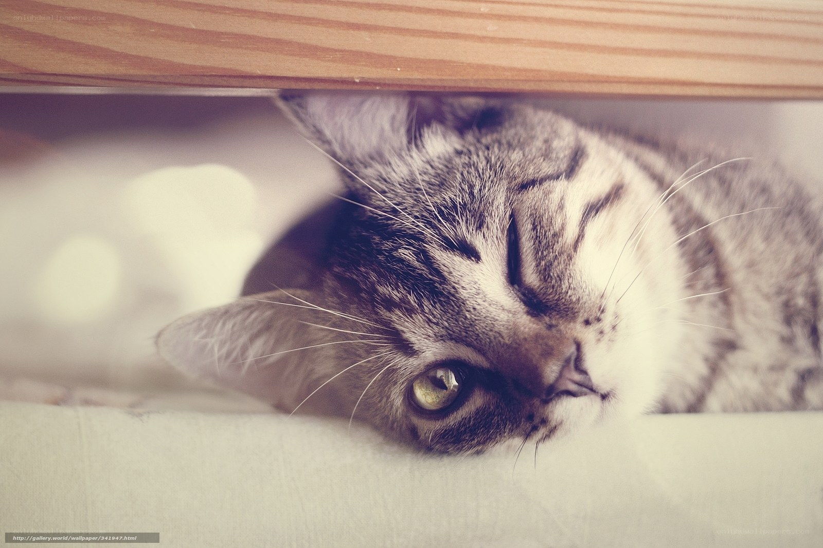 cat under furniture