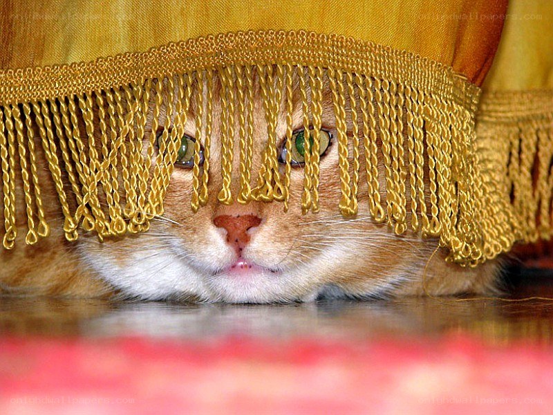 cat under golden fringe