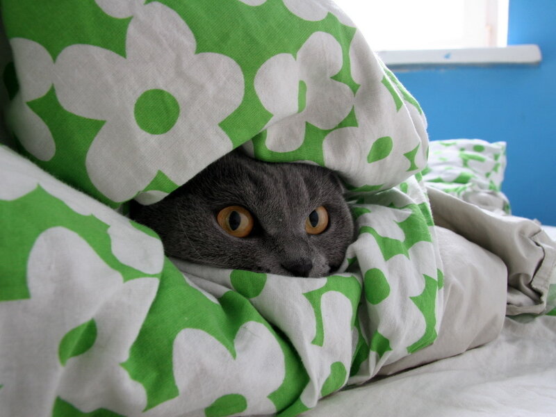 cat under green blanket