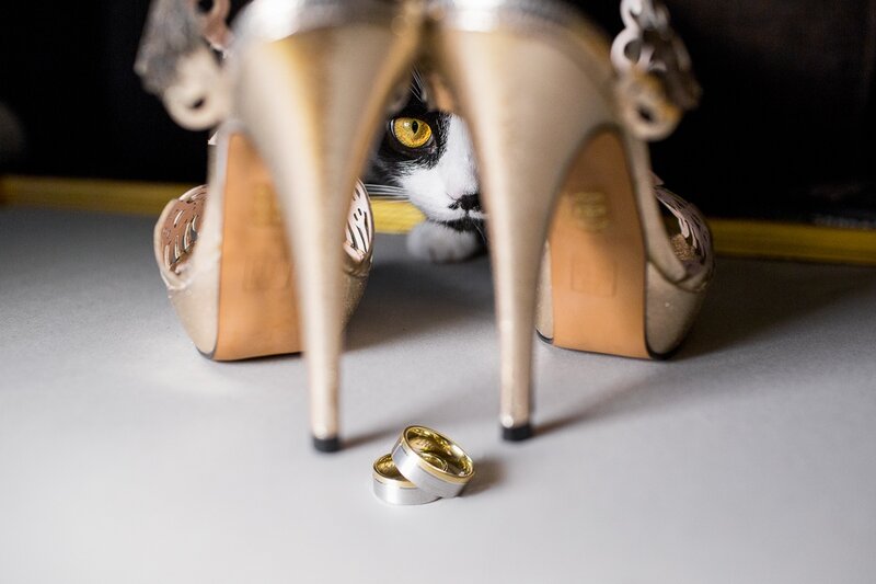 Cat under High Heels