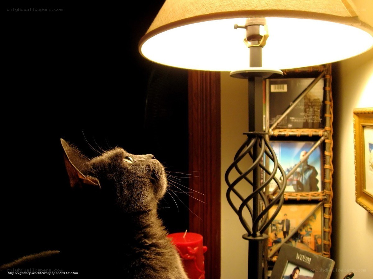 cat under lamp light