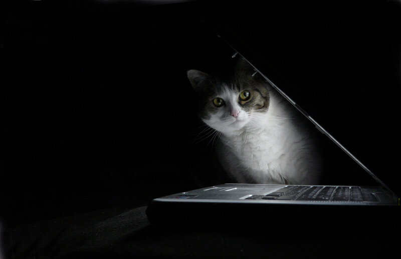 Cat under Laptop
