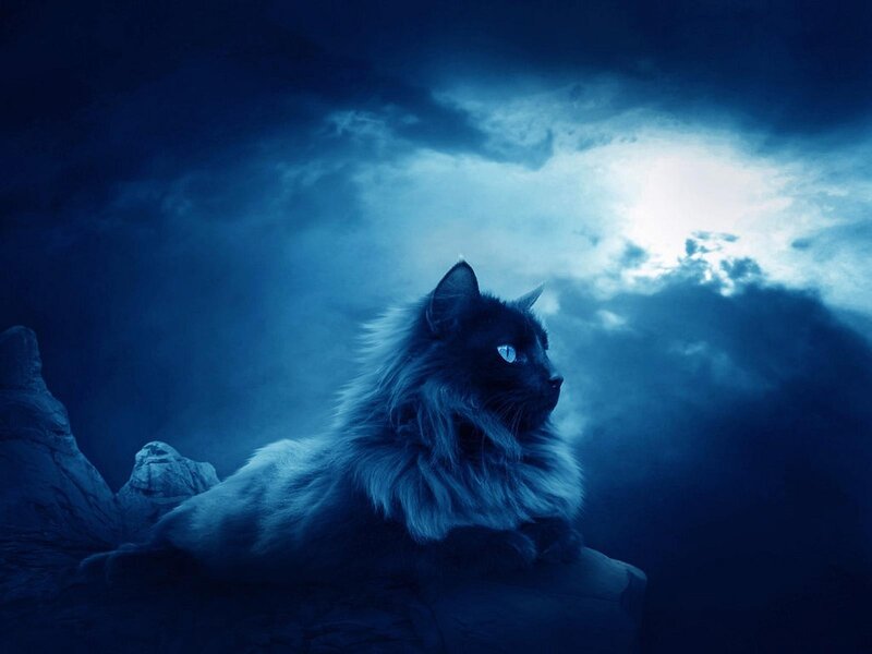 cat under moonlight