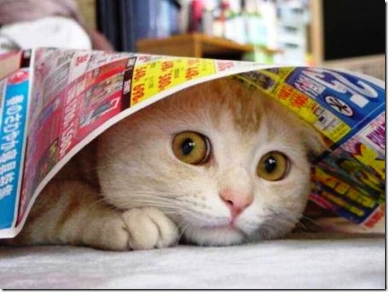 Cat under Newspaper — White