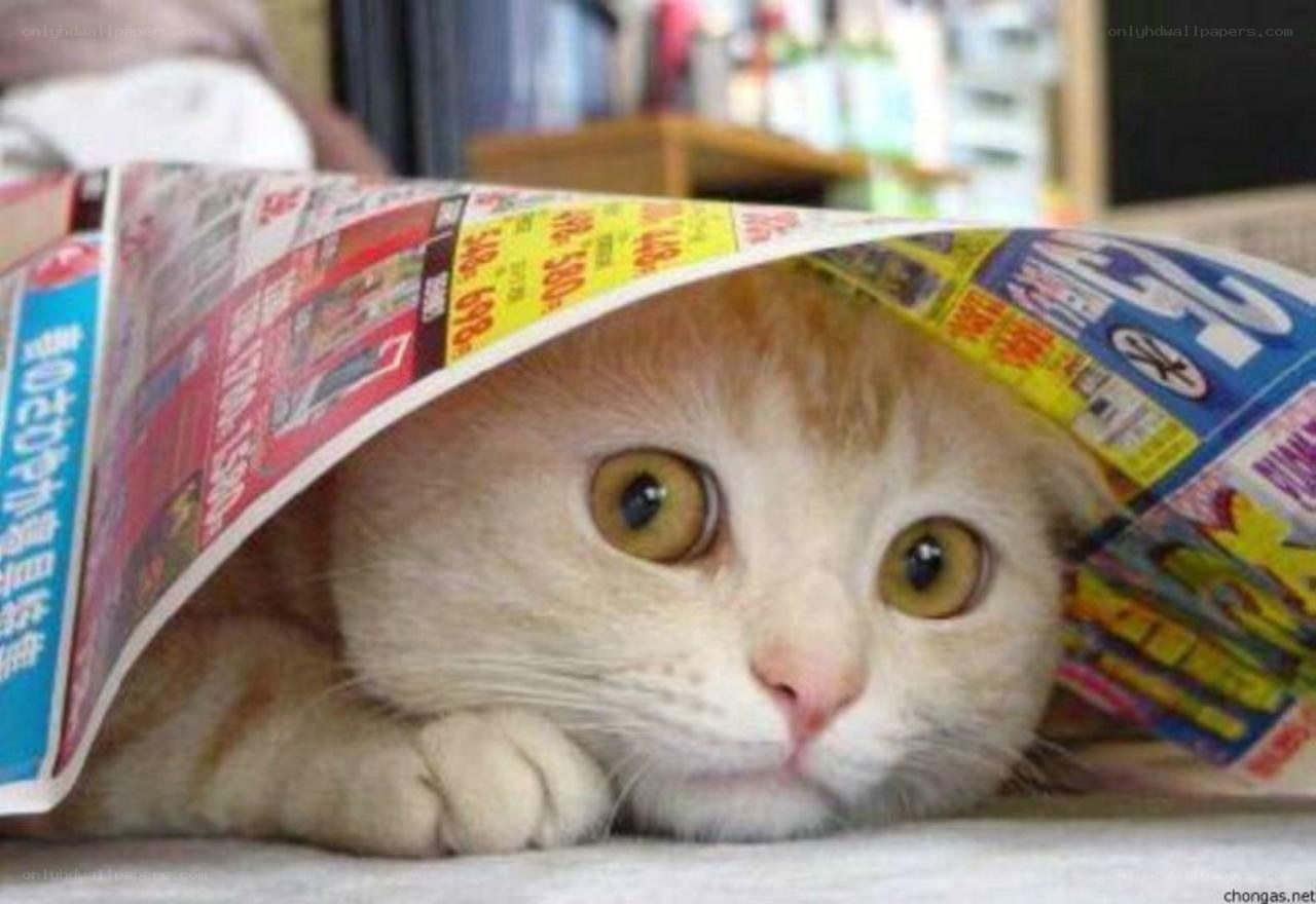cat under newspaper