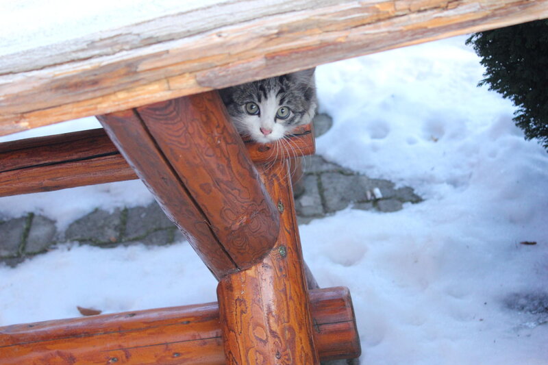 Cat under Picnic Table