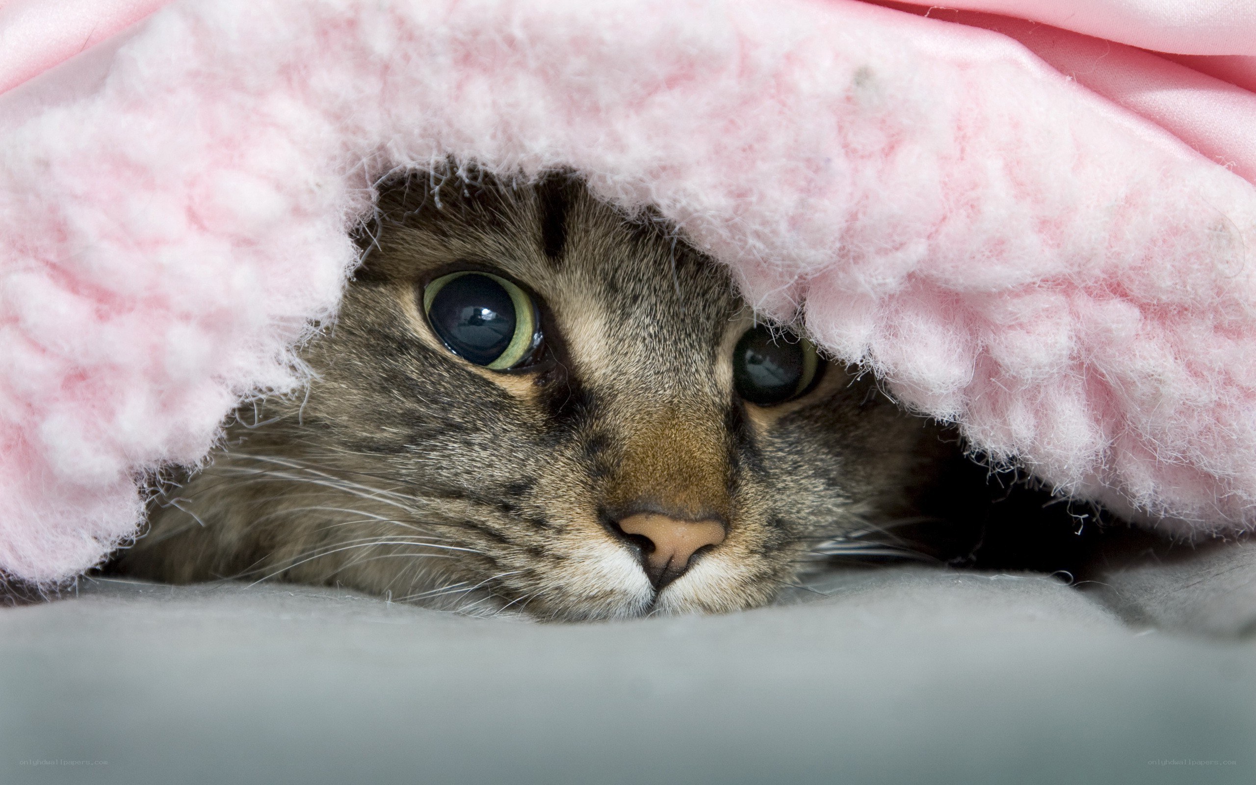 cat under pink blanket