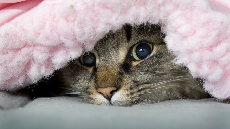 cat under pink blanket