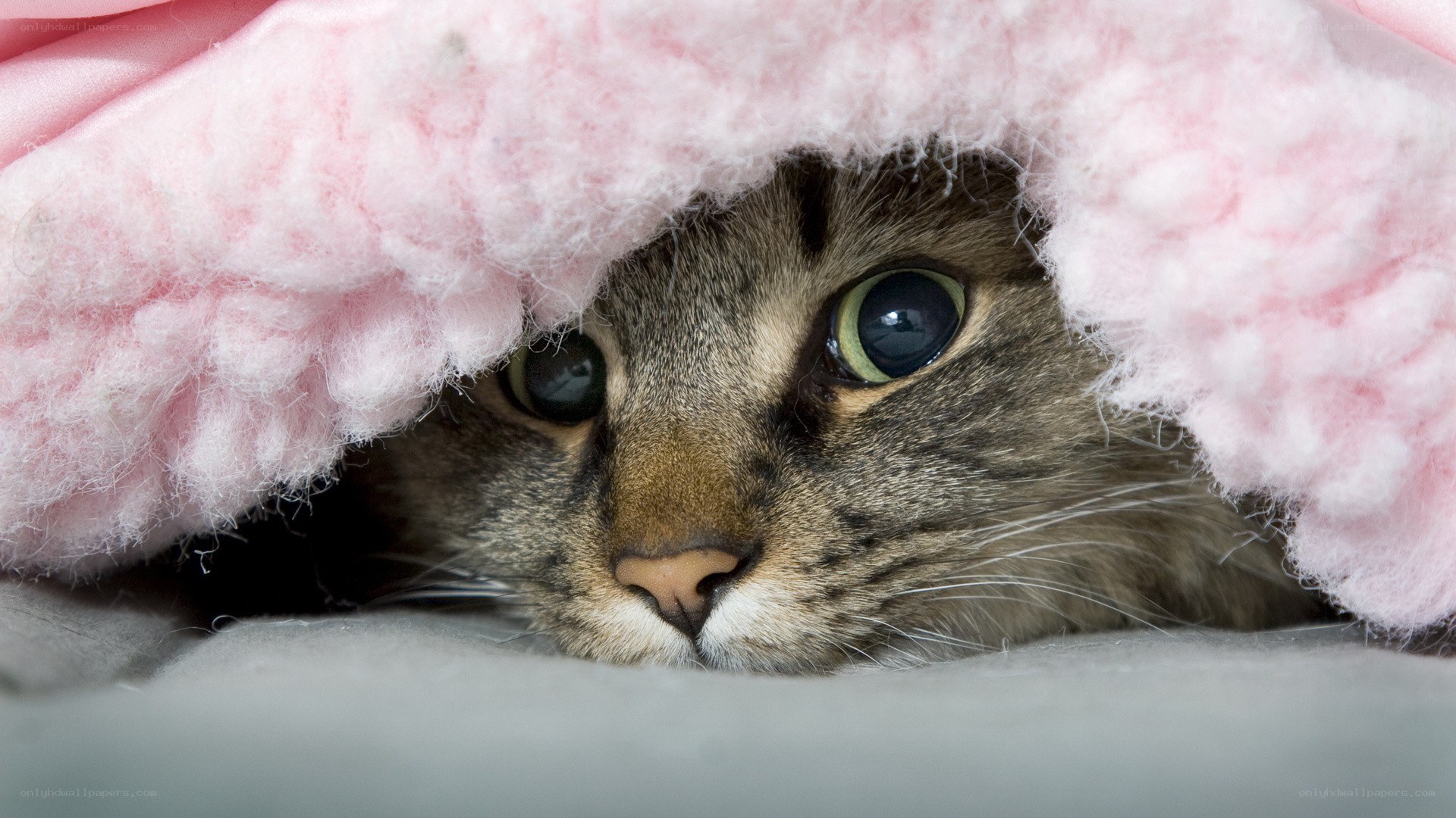 cat under pink blanket
