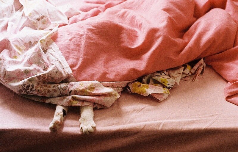cat under pink blankets
