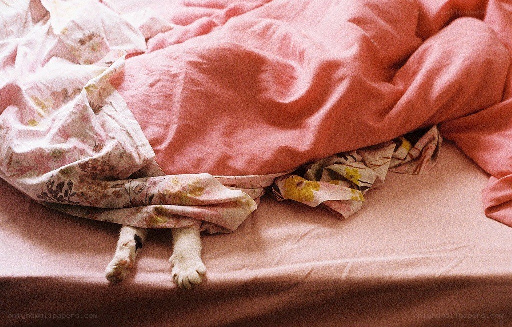 cat under pink blankets