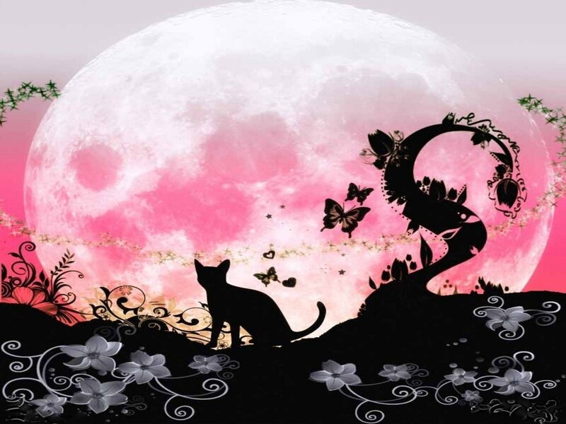 cat under pink moon