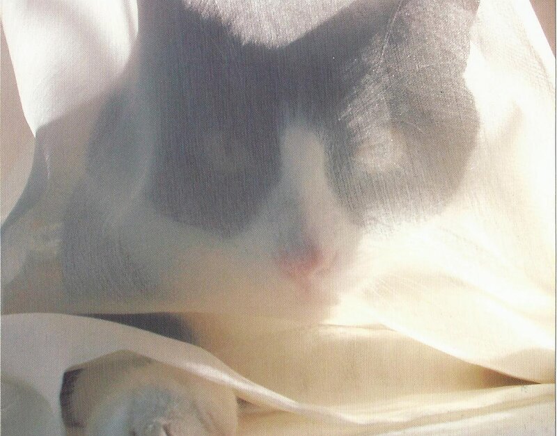 Cat under Sheer Fabric