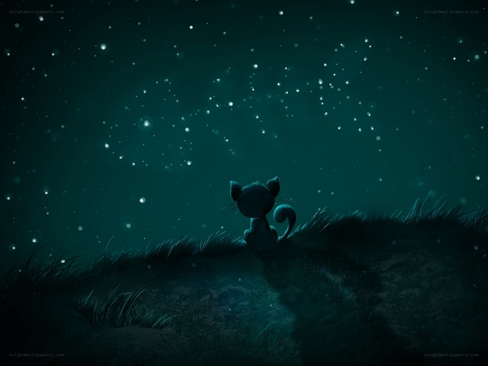 cat under starry sky