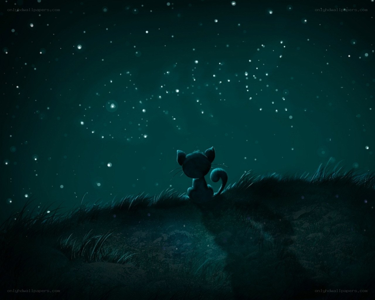 cat under starry sky
