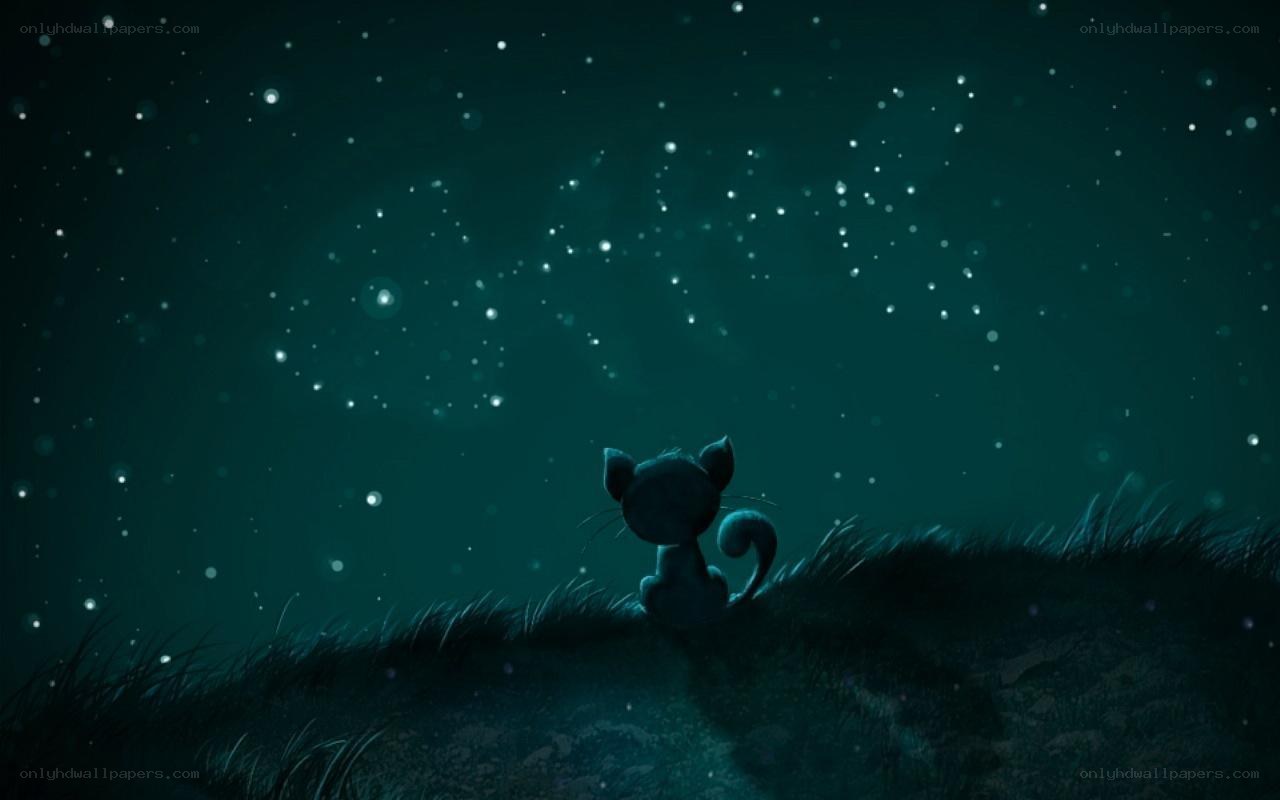 cat under starry sky