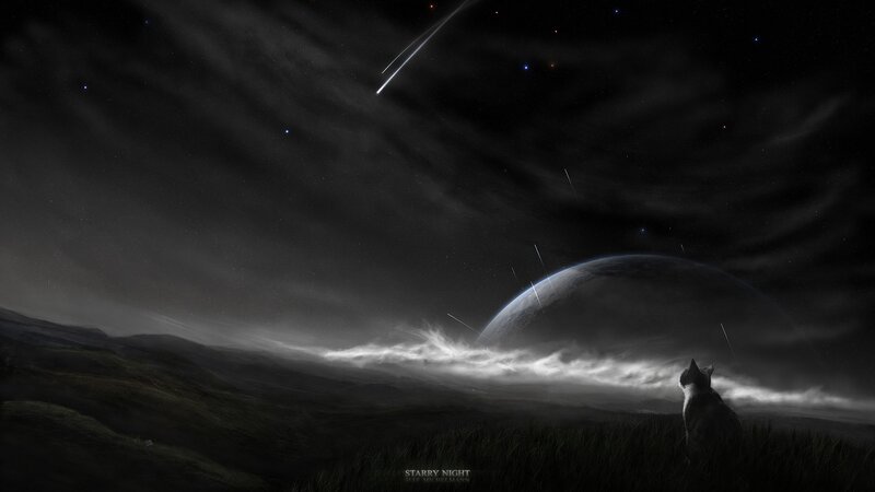 cat under starry sky
