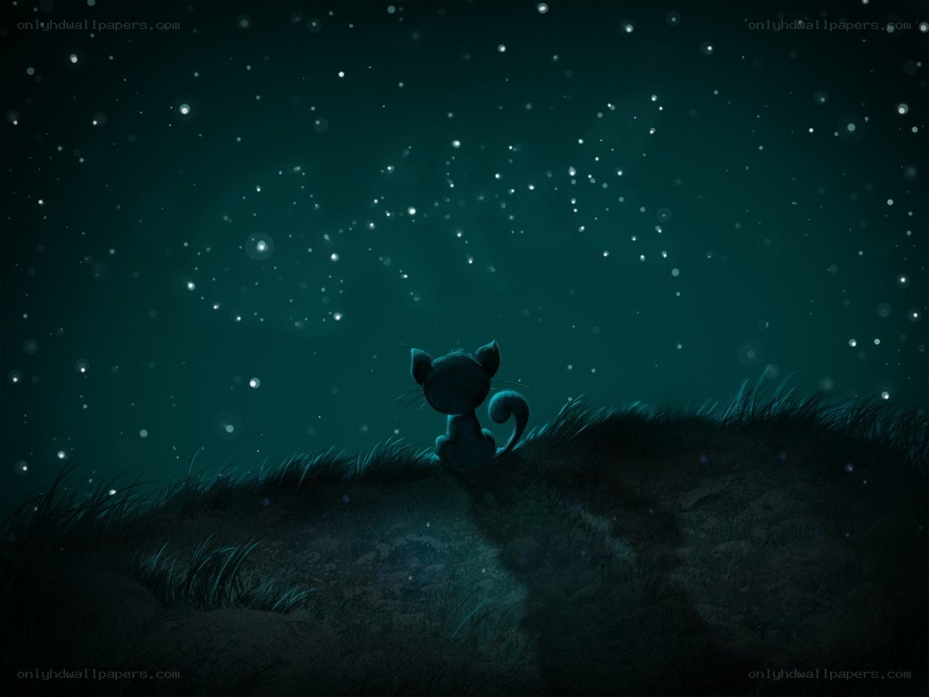 cat under starry sky