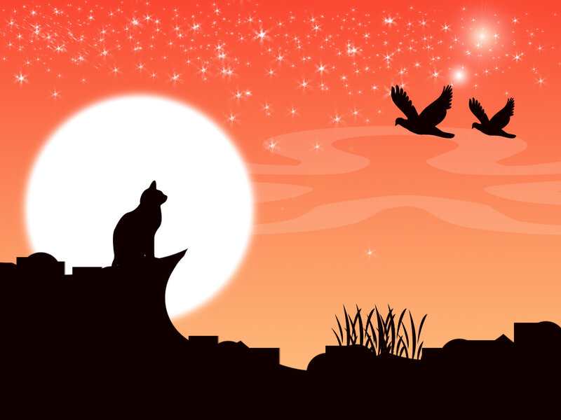 cat under starry sky