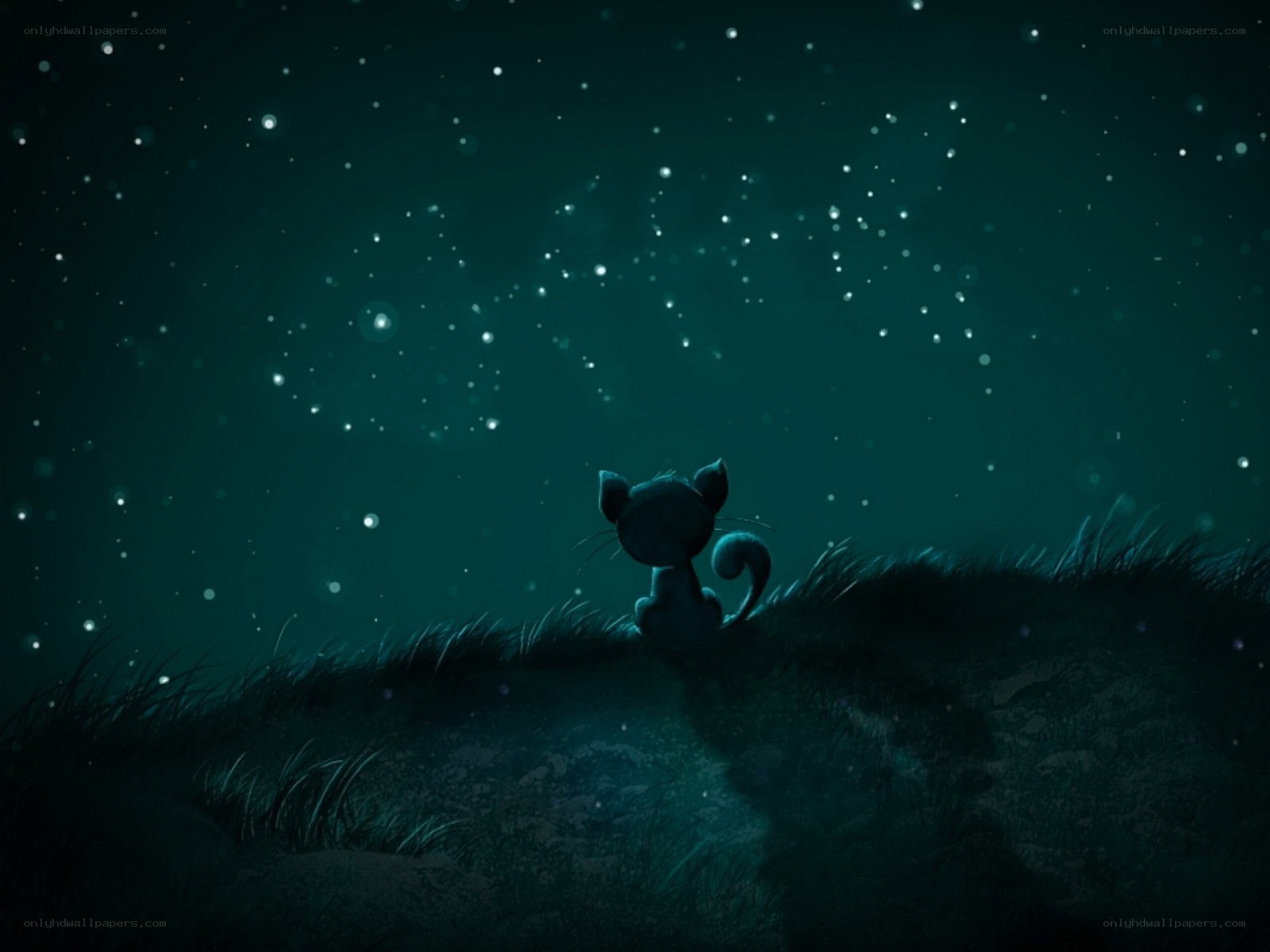 cat under starry sky