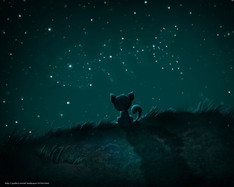 cat under starry sky
