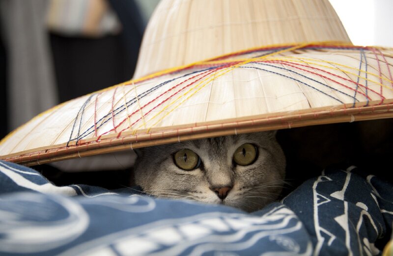 Cat under Straw Hat