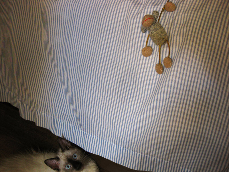 cat under striped sheet