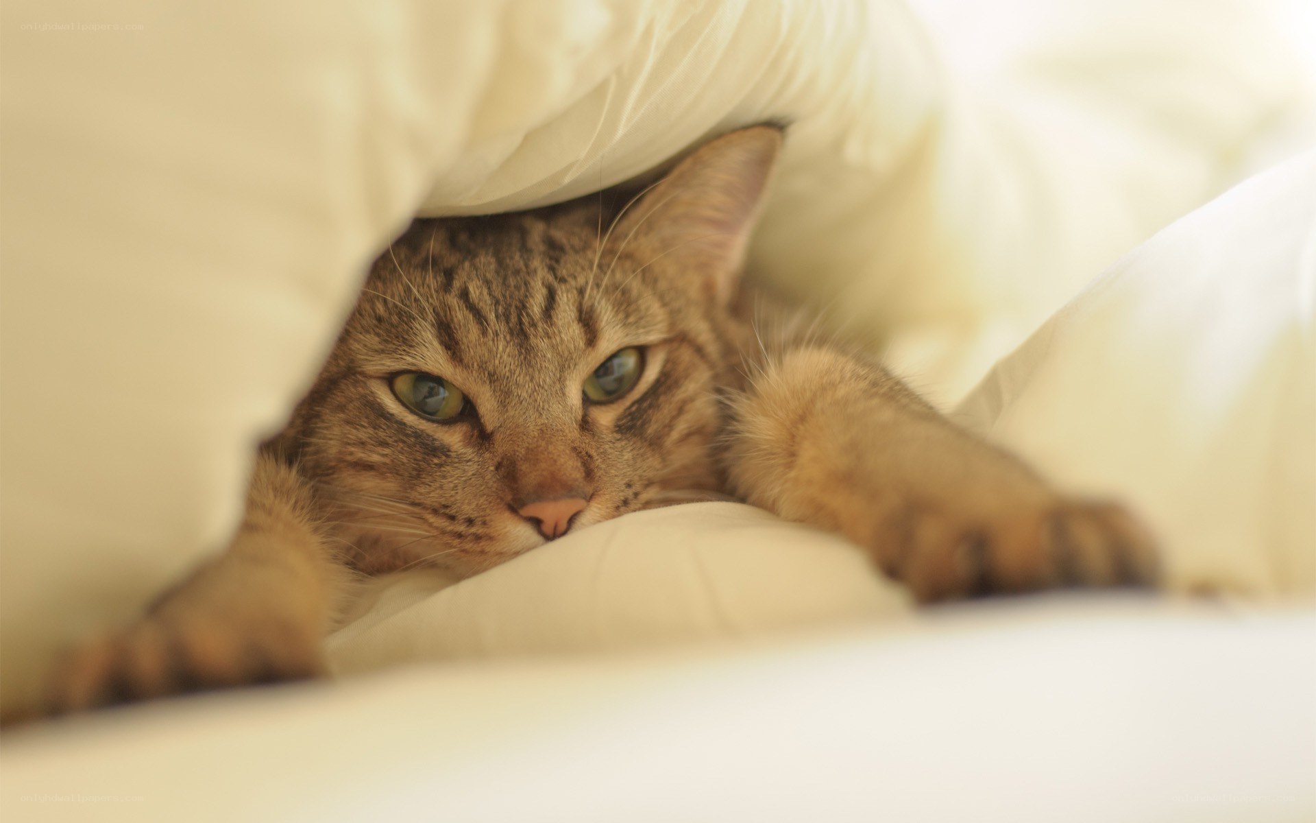 cat under the covers