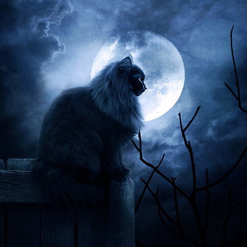 cat under the full moon