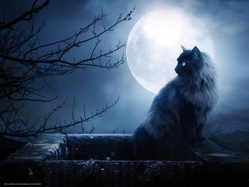 Cat under the full moon