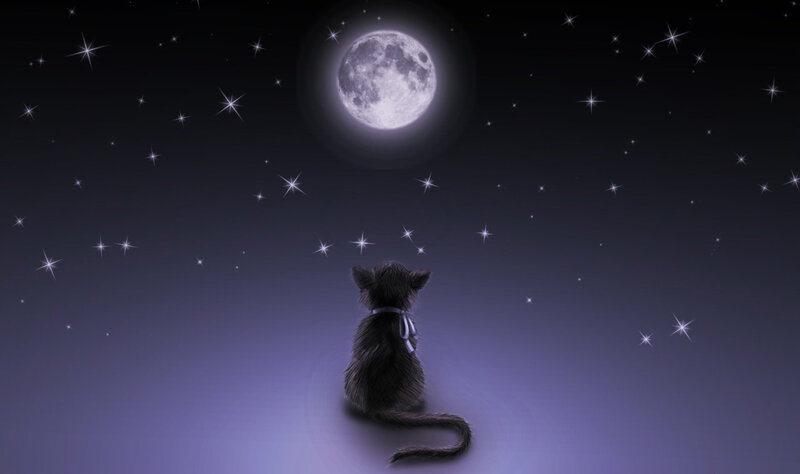 cat under the moon