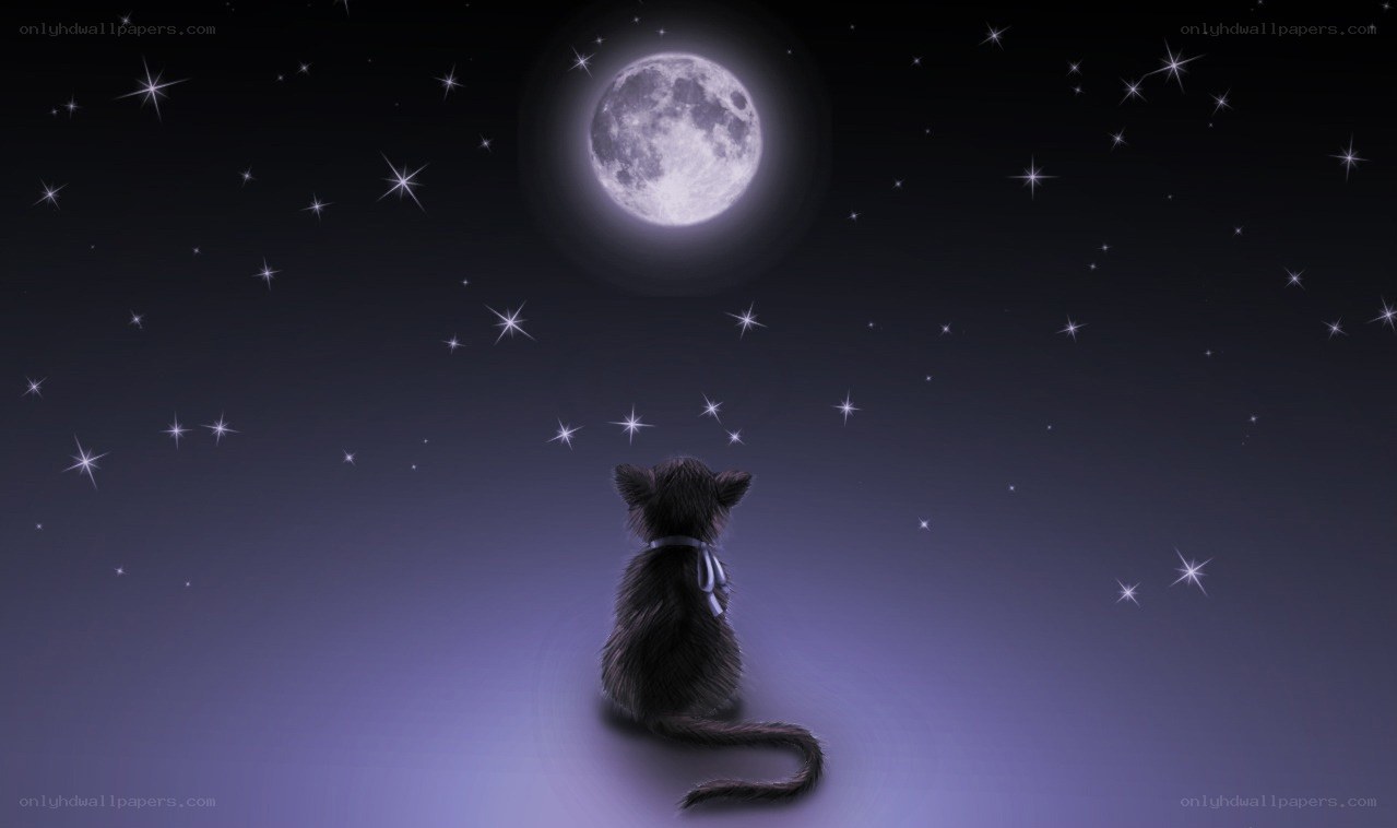 cat under the moon