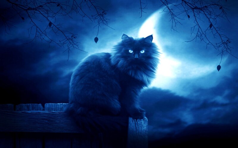 Cat under the moonlight