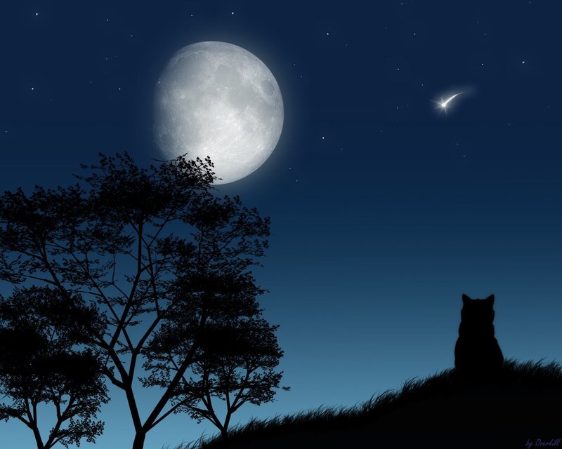 Cat under the moonlit sky
