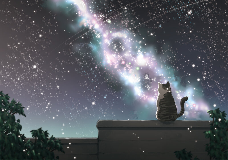 Cat under the starry sky